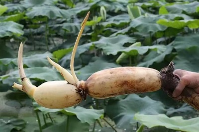 華逸府聯(lián)手湖北洪湖藕、江永芋頭，為您帶來(lái)健康原生態(tài)食材